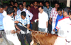 Udupi: Perverted youths abused a Calf sexually at Padoor